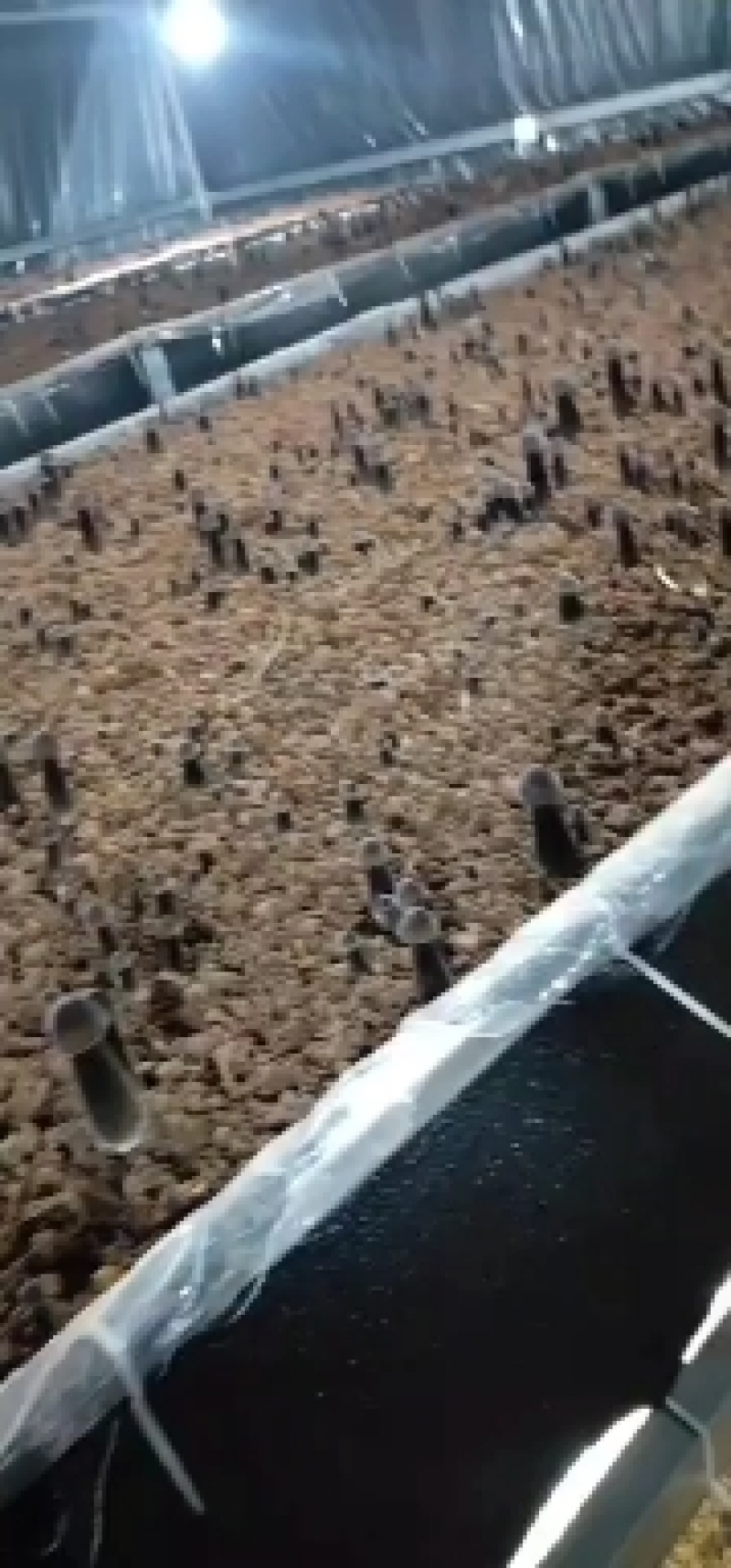 黑皮鸡枞