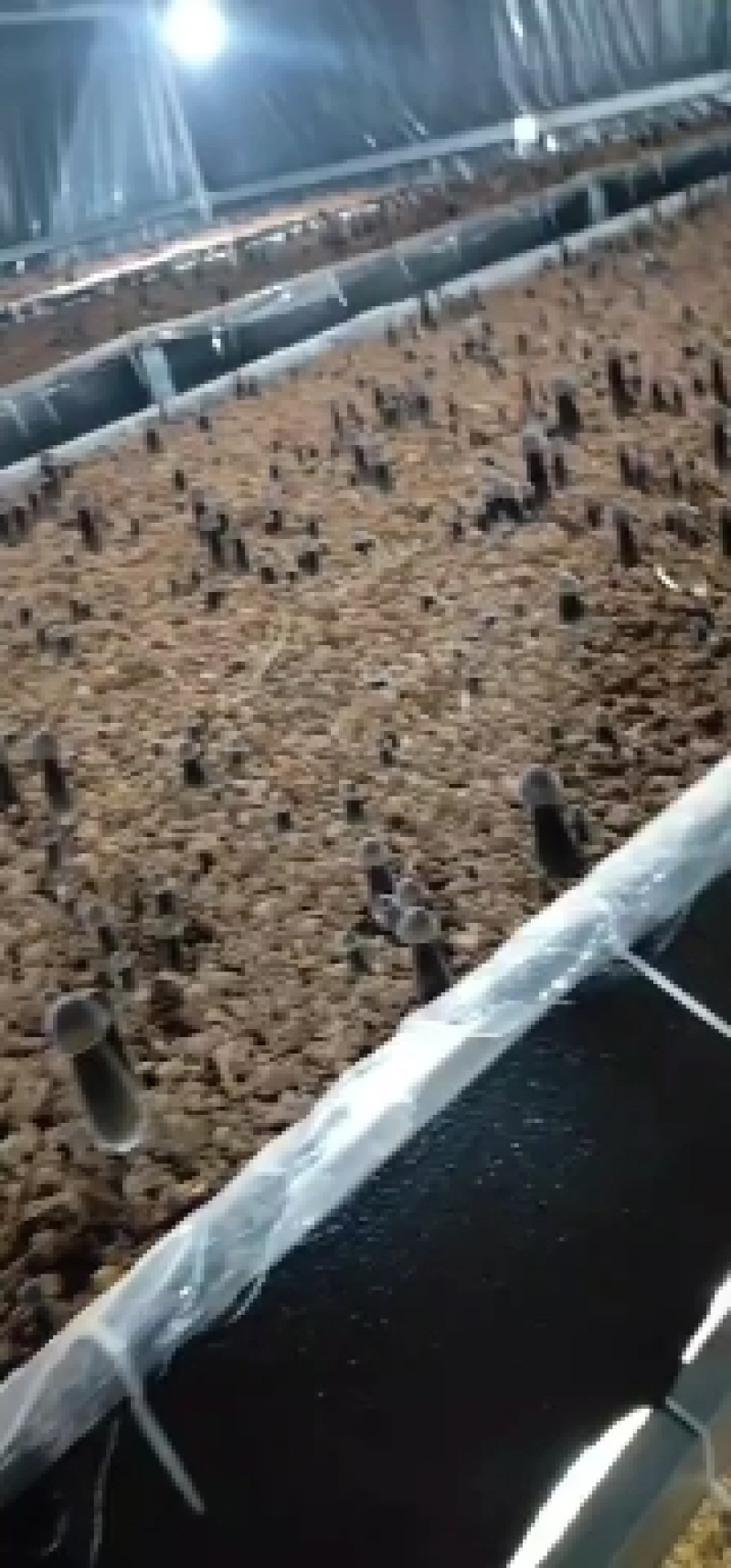 黑皮鸡枞