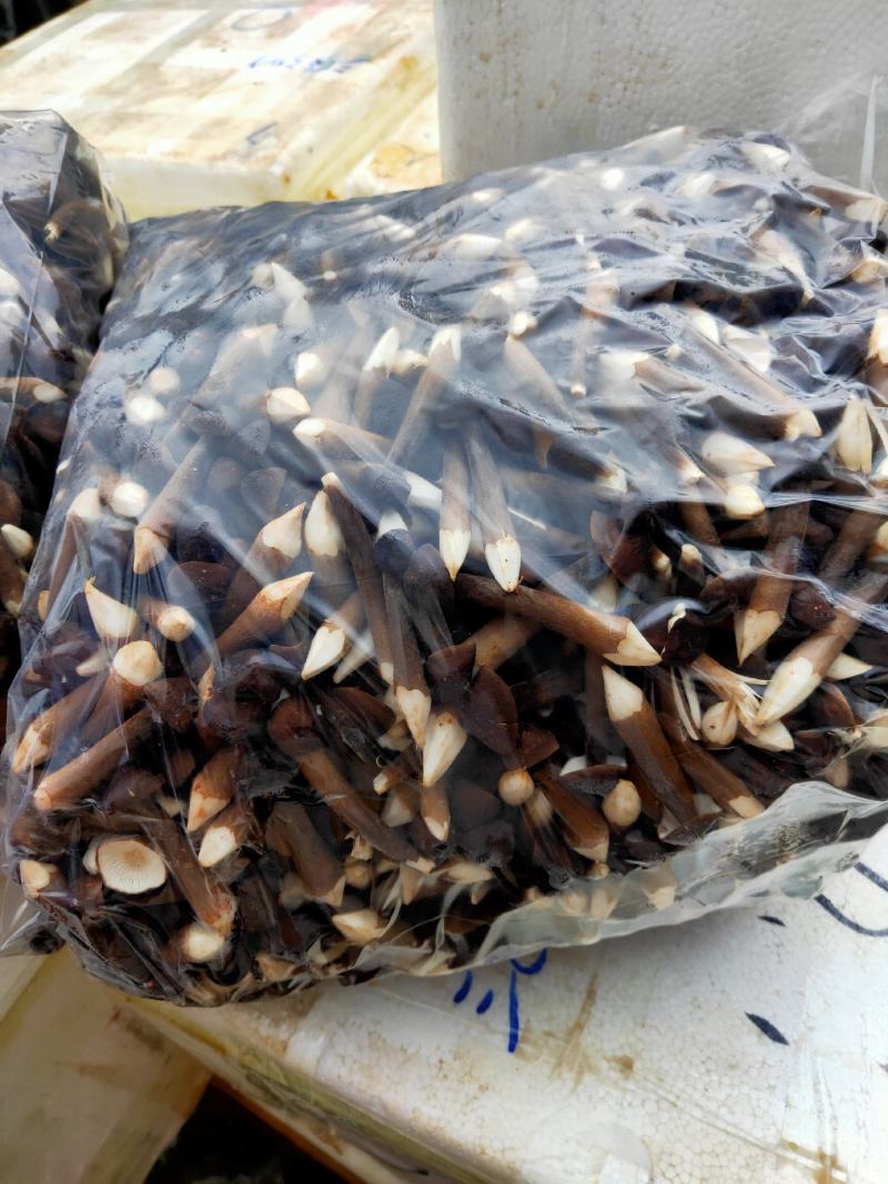 黑皮鸡枞