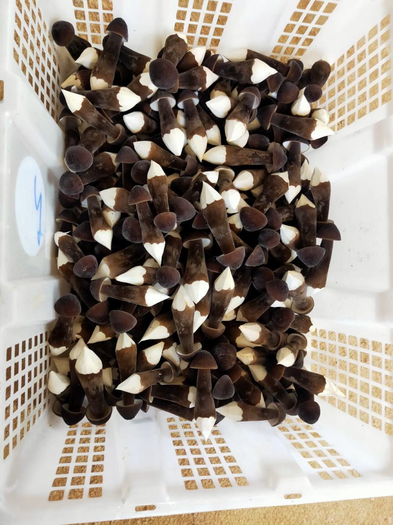 黑皮鸡枞
