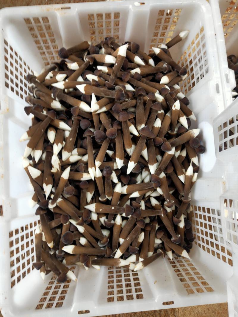 黑皮鸡枞