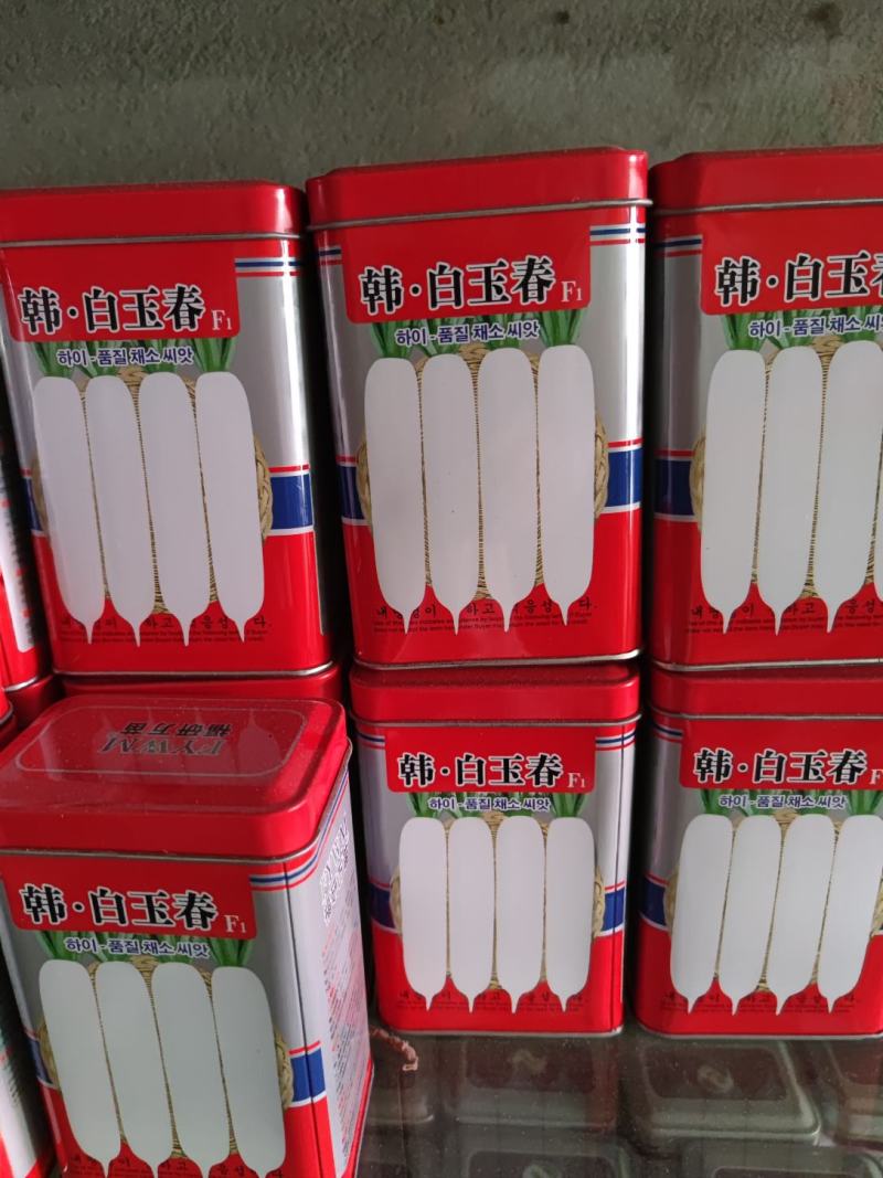 韩白玉春萝卜种子，根部全白色,整齐,长圆筒形,耐抽苔,