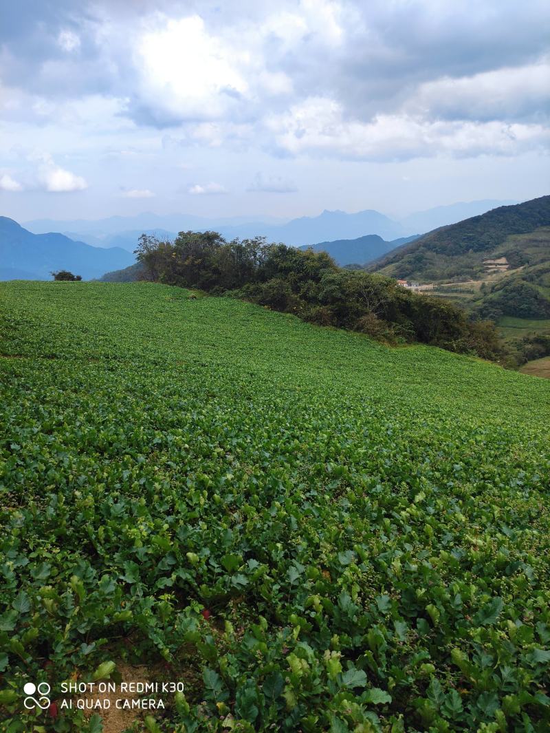 湖北长阳高山精品红皮萝卜大量上市产地直供诚信经营