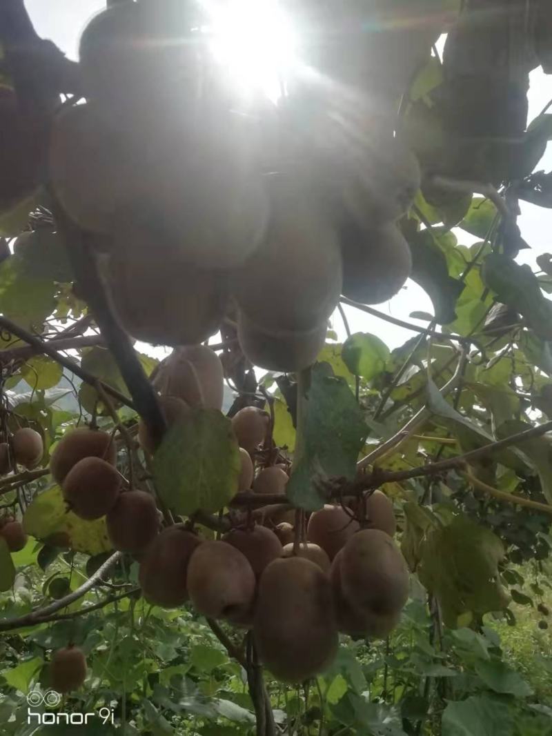 猕猴桃园挂果待采摘新鲜出炉味道非常完美