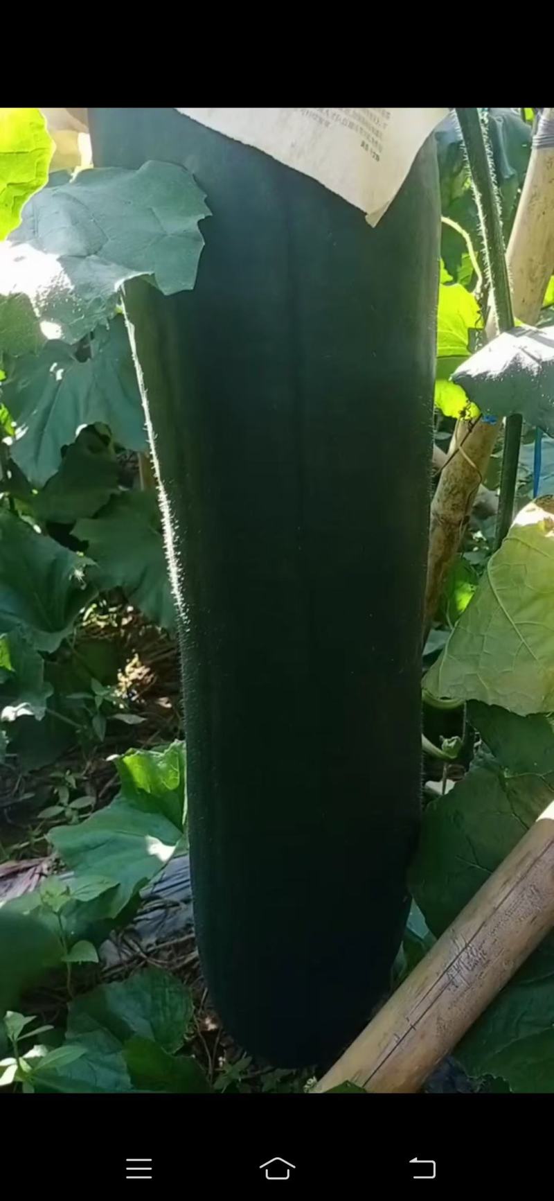 吊瓜，黑皮冬瓜，精品货