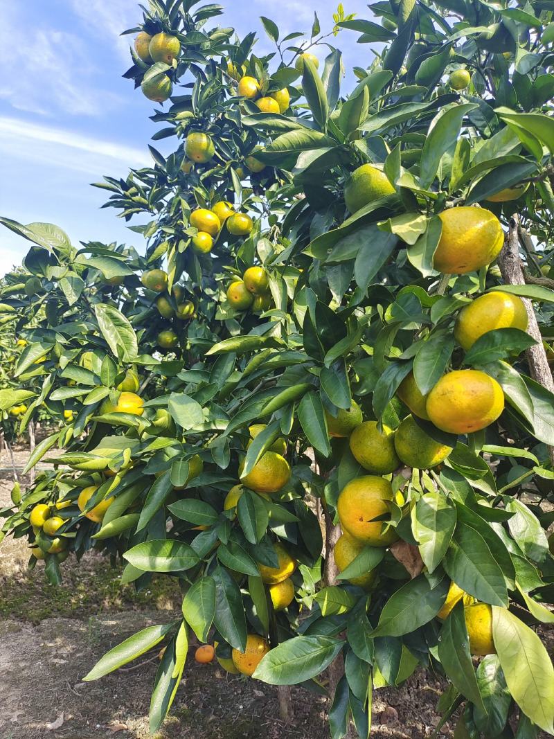 象山大丰(大分)蜜橘早熟特早蜜橘新鲜现摘批发零售