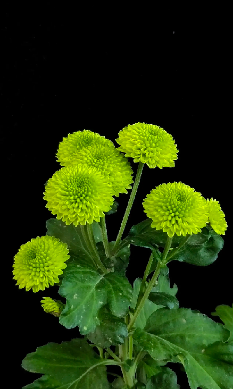 菊花观赏菊，千头菊乒乓菊国庆菊黄菊花等等花卉盆景