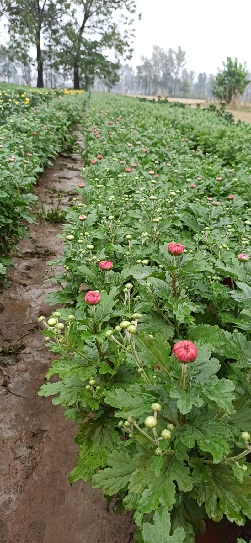 菊花观赏菊，千头菊乒乓菊国庆菊黄菊花等等花卉盆景