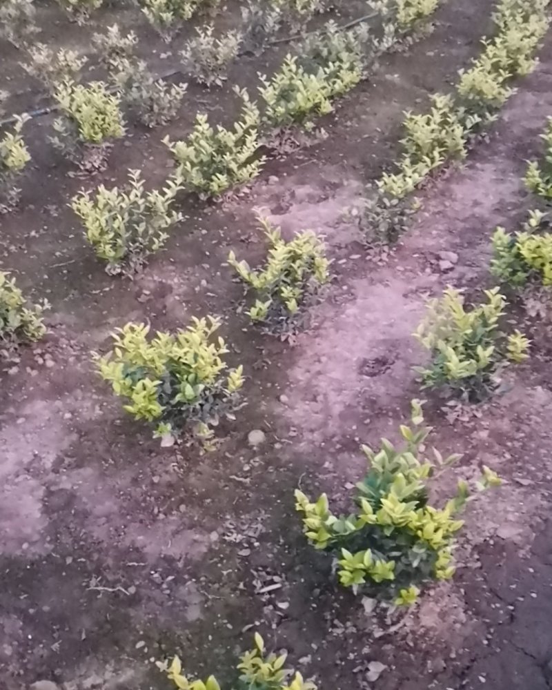 各种苗木都有
