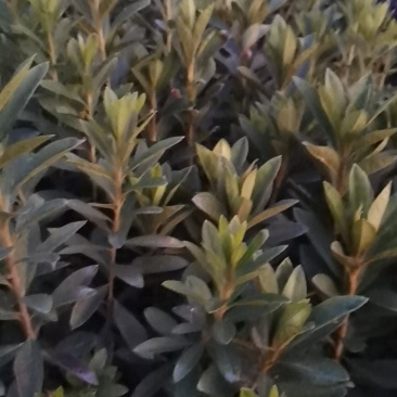 各种苗木都有