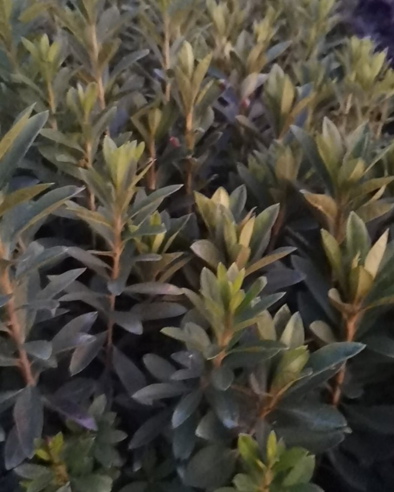 各种苗木都有