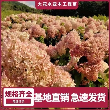 ]木绣球苗(大花水亚木)木绣球小苗木绣球工