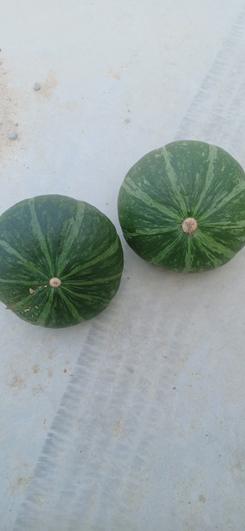 贝贝南瓜大量共应连系电话