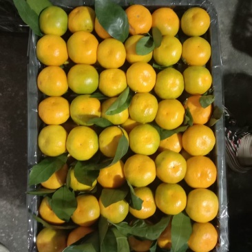 城固蜜橘大量有货质优价廉