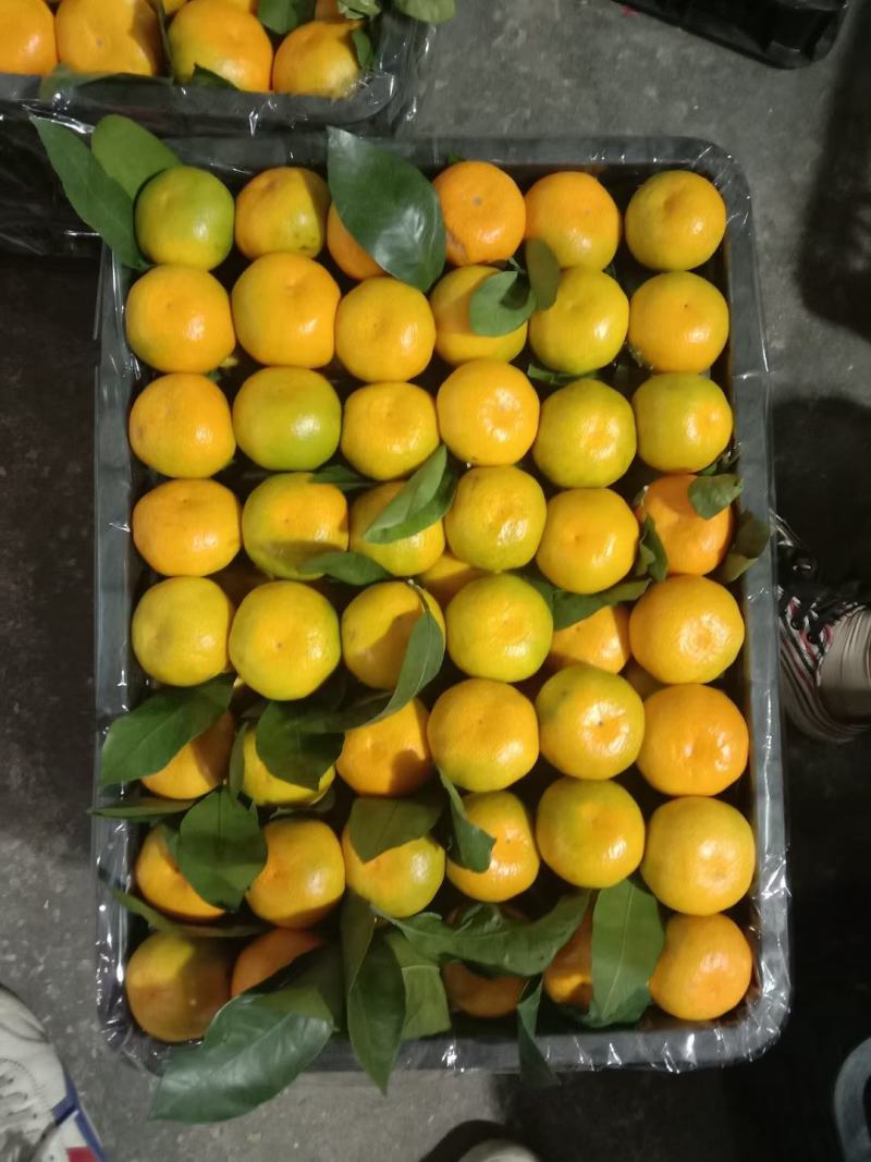 城固蜜橘大量有货质优价廉