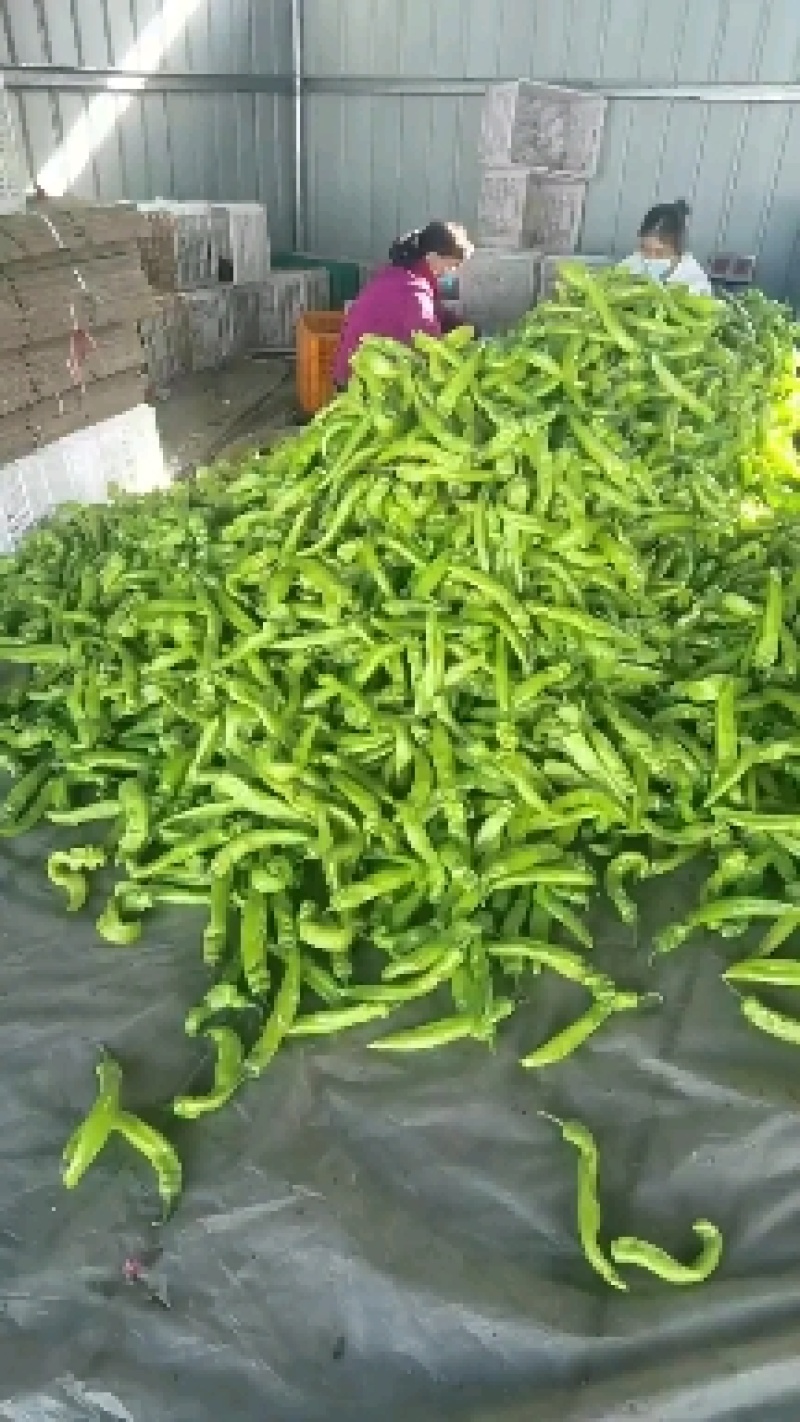 河北昌黎精品尖椒大量上市条好色正个头均匀