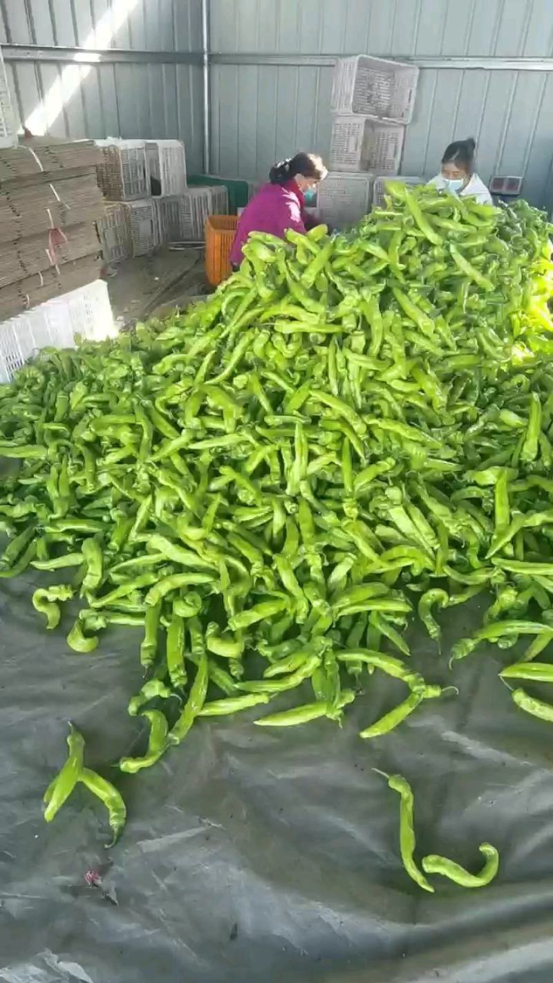 河北昌黎精品尖椒大量上市条好色正个头均匀