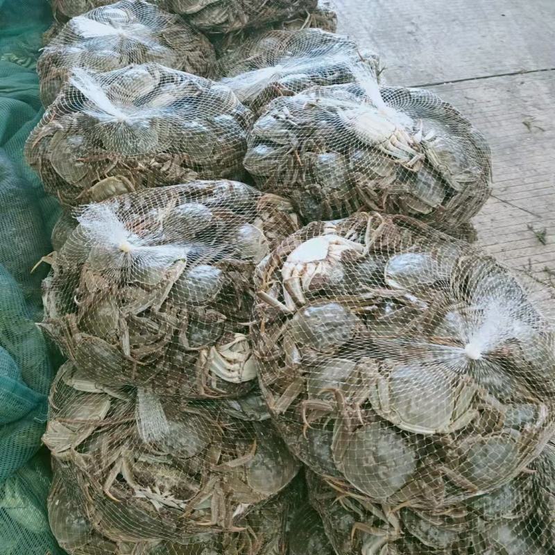 出售各种规格的母蟹和公蟹