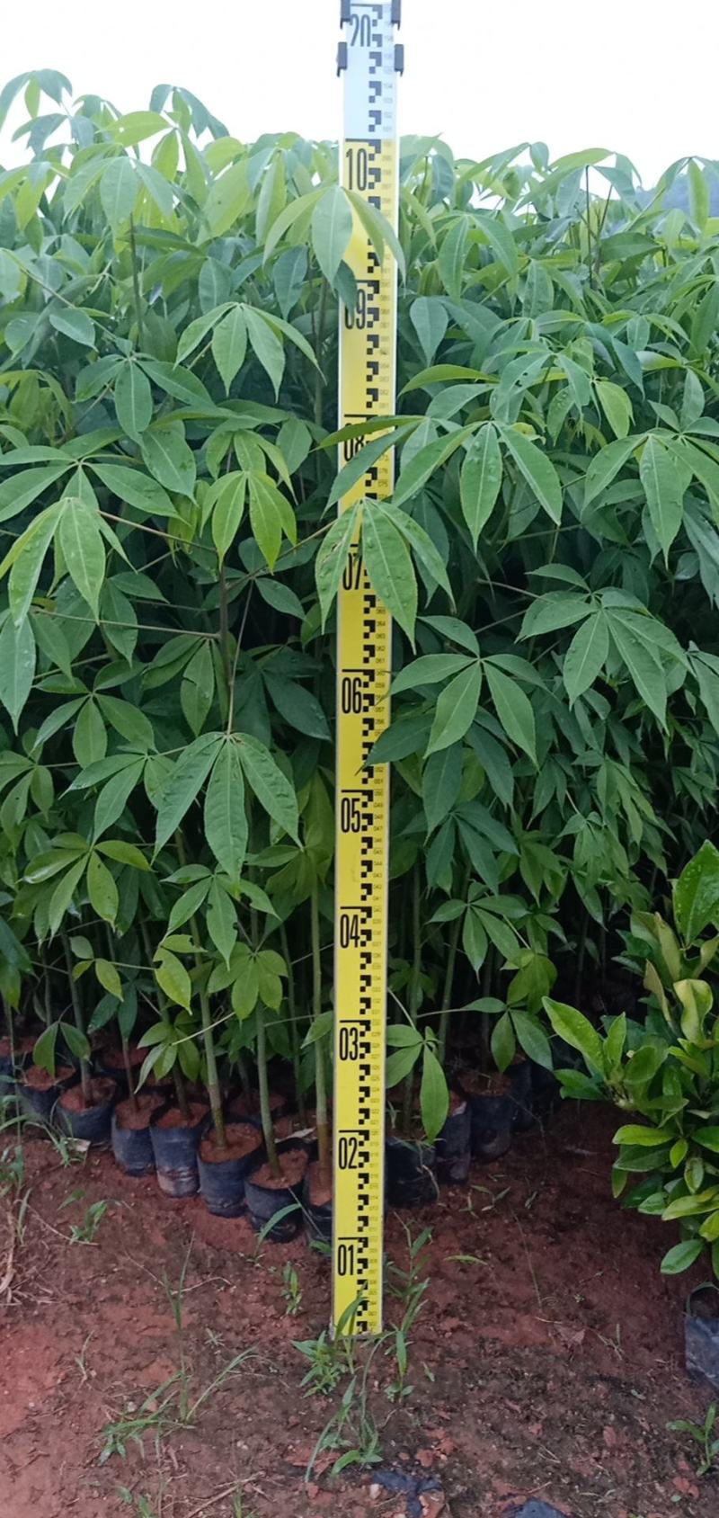 大腹木棉木苗工程苗绿化苗公园院子种植树苗庭院种植苗