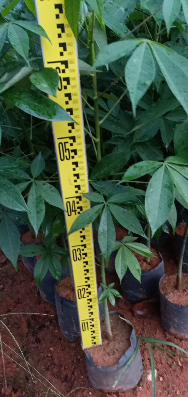 大腹木棉木苗工程苗绿化苗公园院子种植树苗庭院种植苗