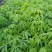大腹木棉木苗工程苗绿化苗公园院子种植树苗庭院种植苗