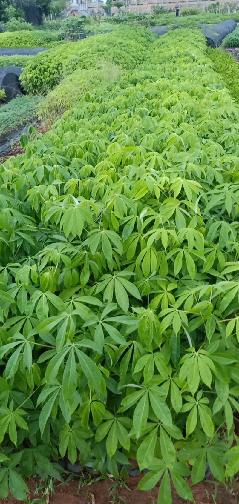 大腹木棉木苗工程苗绿化苗公园院子种植树苗庭院种植苗