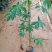 大腹木棉木苗工程苗绿化苗公园院子种植树苗庭院种植苗