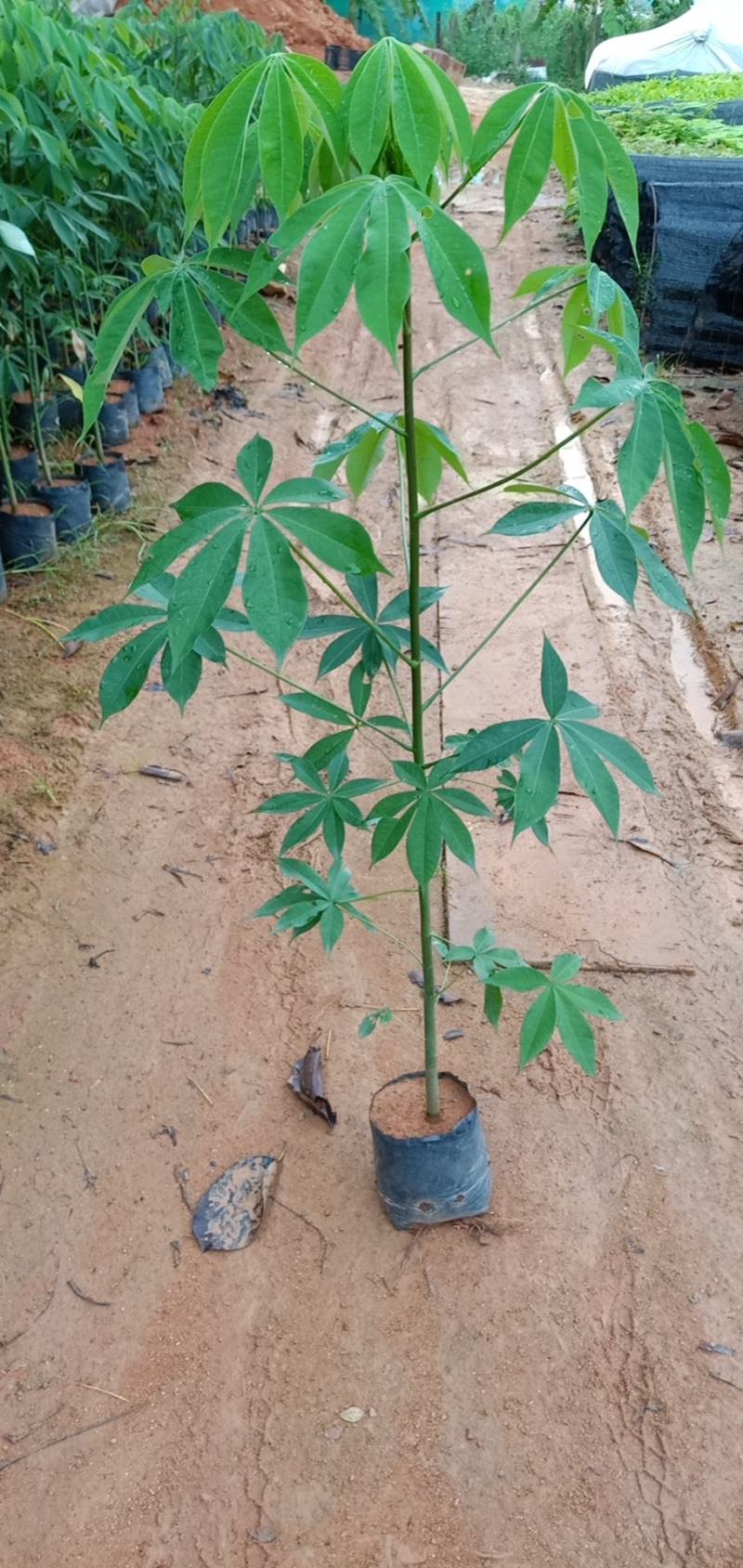 大腹木棉木苗工程苗绿化苗公园院子种植树苗庭院种植苗
