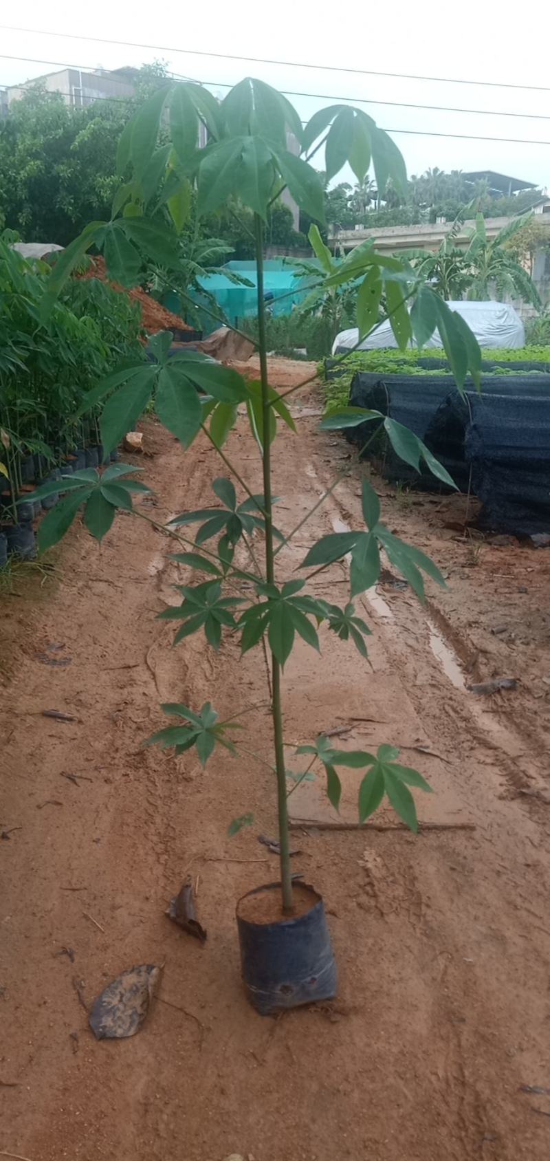 大腹木棉木苗工程苗绿化苗公园院子种植树苗庭院种植苗