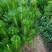 绿化苗木，日本黑松小苗，庭院黑松树苗，四季常青