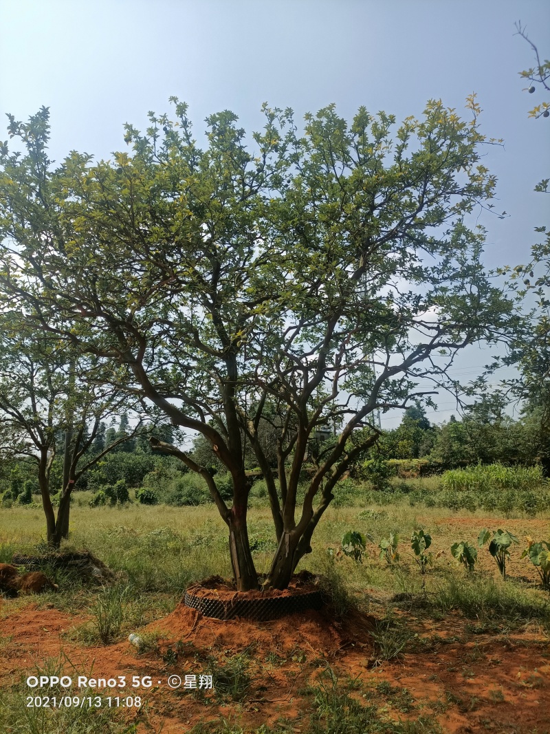香橼，丛生香橼，香橼价格，香橼基地直销，保证一手货源