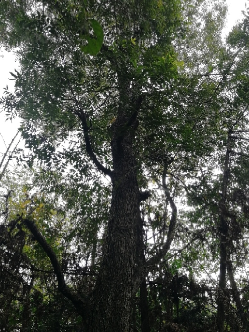薄壳山核桃苗