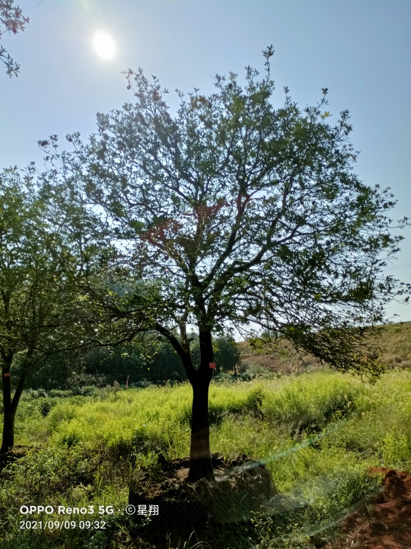 香橼，丛生香橼，香橼价格，香橼基地直销，保证一手货源