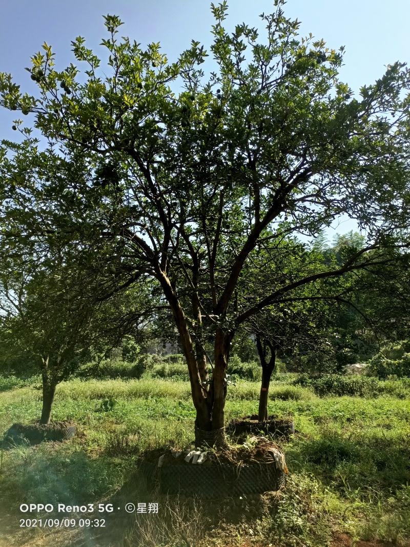 香橼，丛生香橼，香橼价格，香橼基地直销，保证一手货源