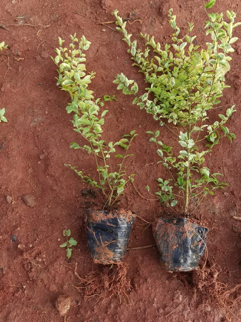 亮晶女贞，云南亮晶女贞杯苗30分高，苗圃直销