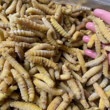 豆虫
