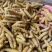 豆虫