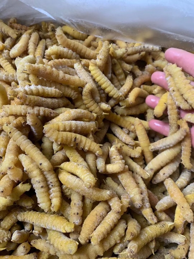 豆虫