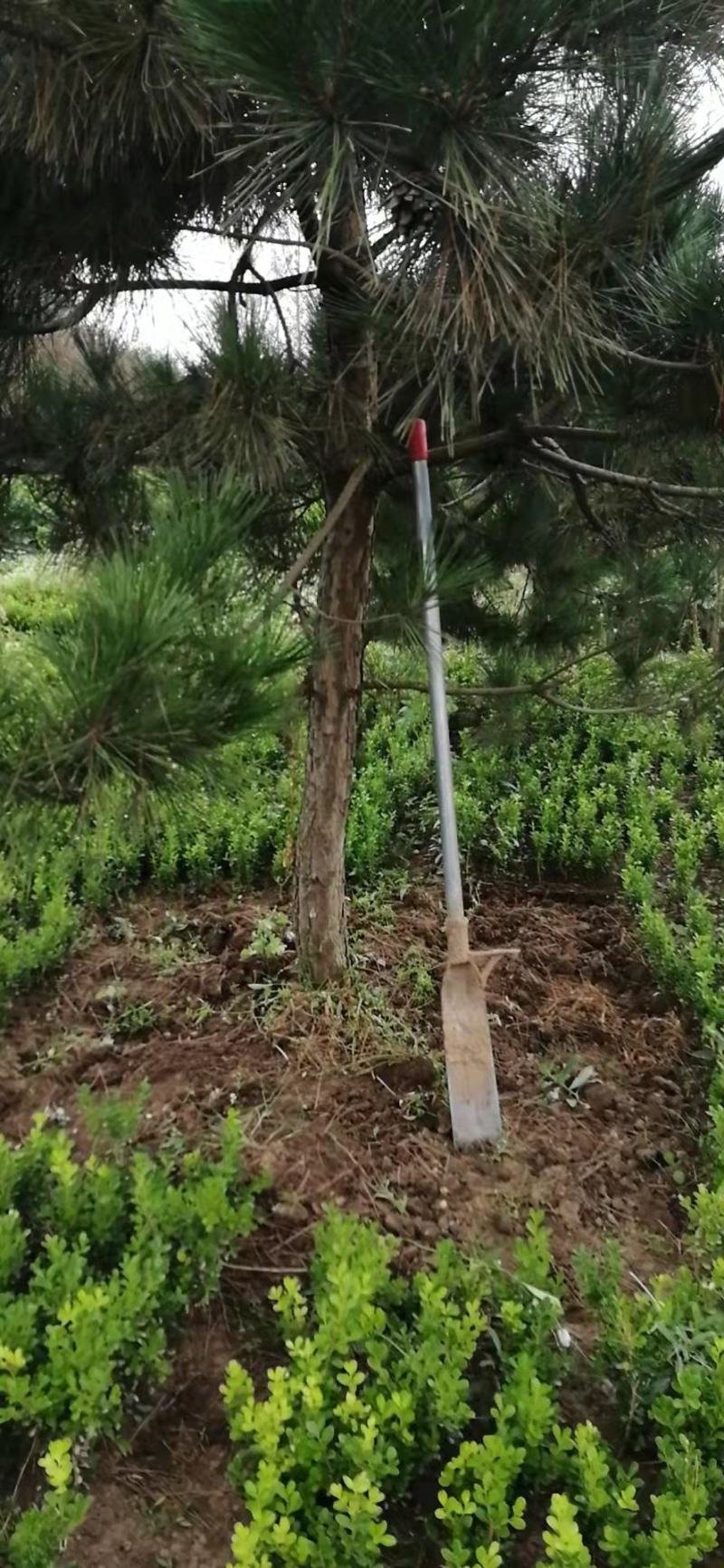 绿化苗木，日本黑松小苗，庭院黑松树苗，四季常青