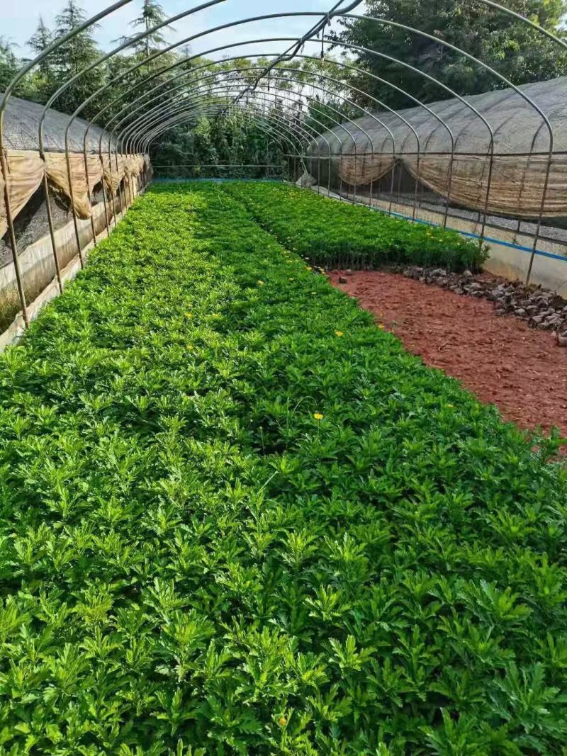 木春菊，木春菊苗圃直销，木春菊杯苗，云南木春菊