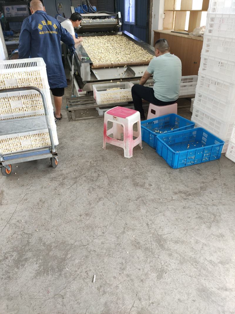 优质蒜米全国发货保证质量欢迎全国各地客商采购，，