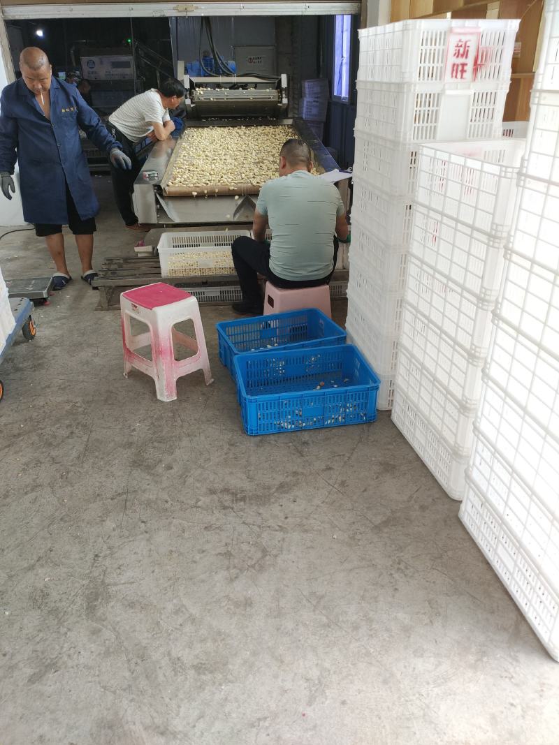 优质蒜米全国发货保证质量欢迎全国各地客商采购，，