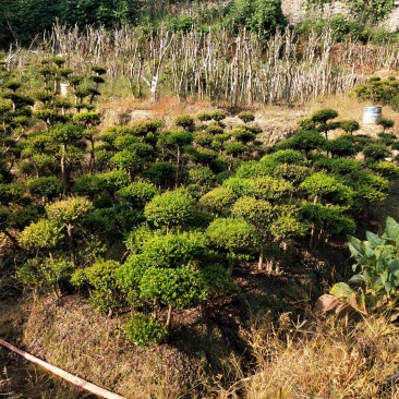 小叶赤楠一手货源自产自销，有需要的朋友欢迎来基地参观！