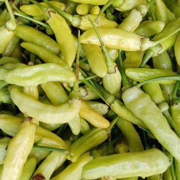 小米辣