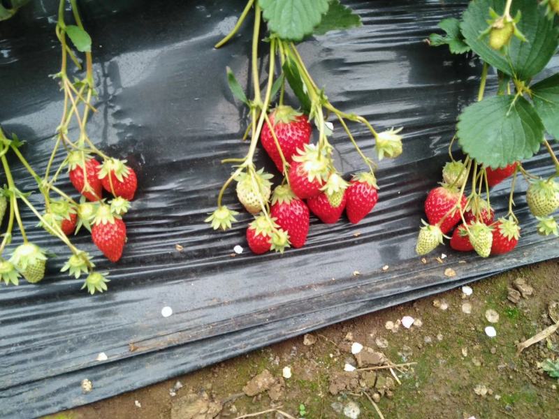 红颜章姬香野草莓苗种植基地现挖现卖根系发达保品种