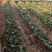 红颜章姬香野草莓苗种植基地现挖现卖根系发达保品种
