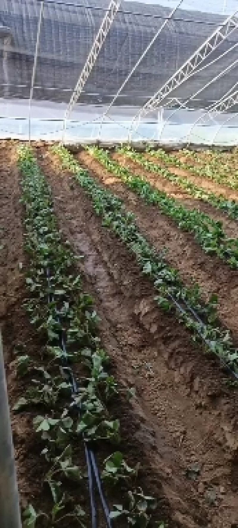 红颜章姬香野草莓苗种植基地现挖现卖根系发达保品种