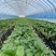 红颜章姬香野草莓苗种植基地现挖现卖根系发达保品种