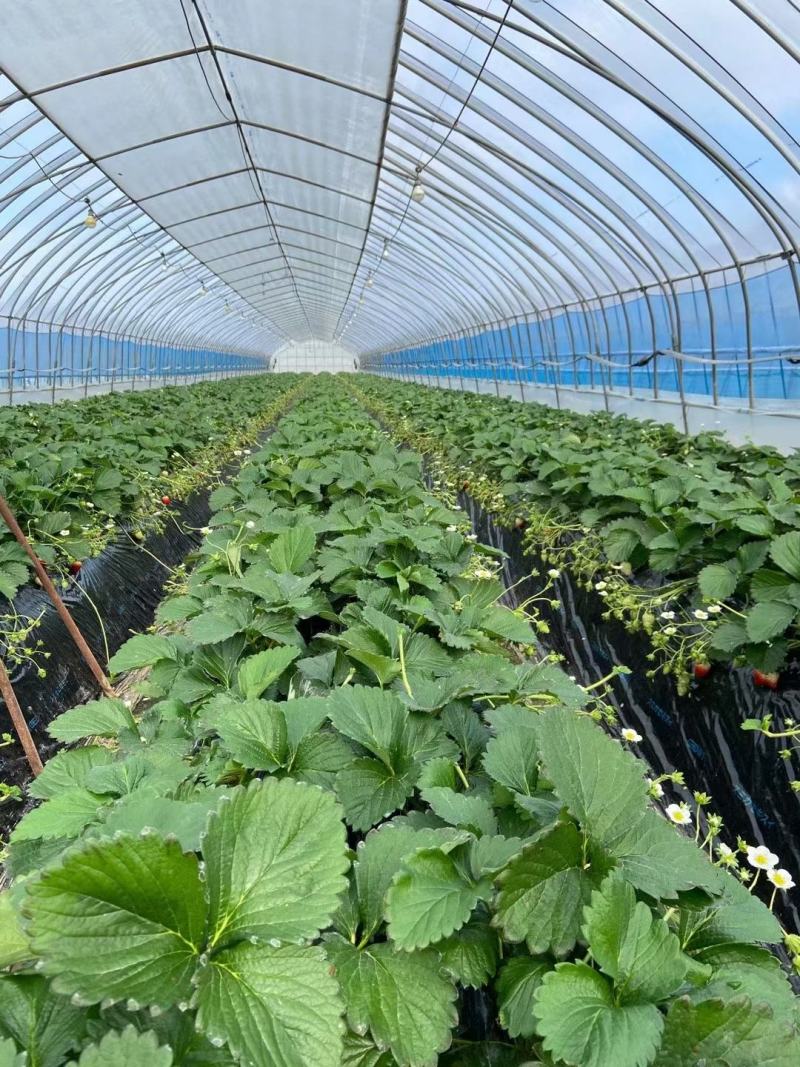 红颜章姬香野草莓苗种植基地现挖现卖根系发达保品种