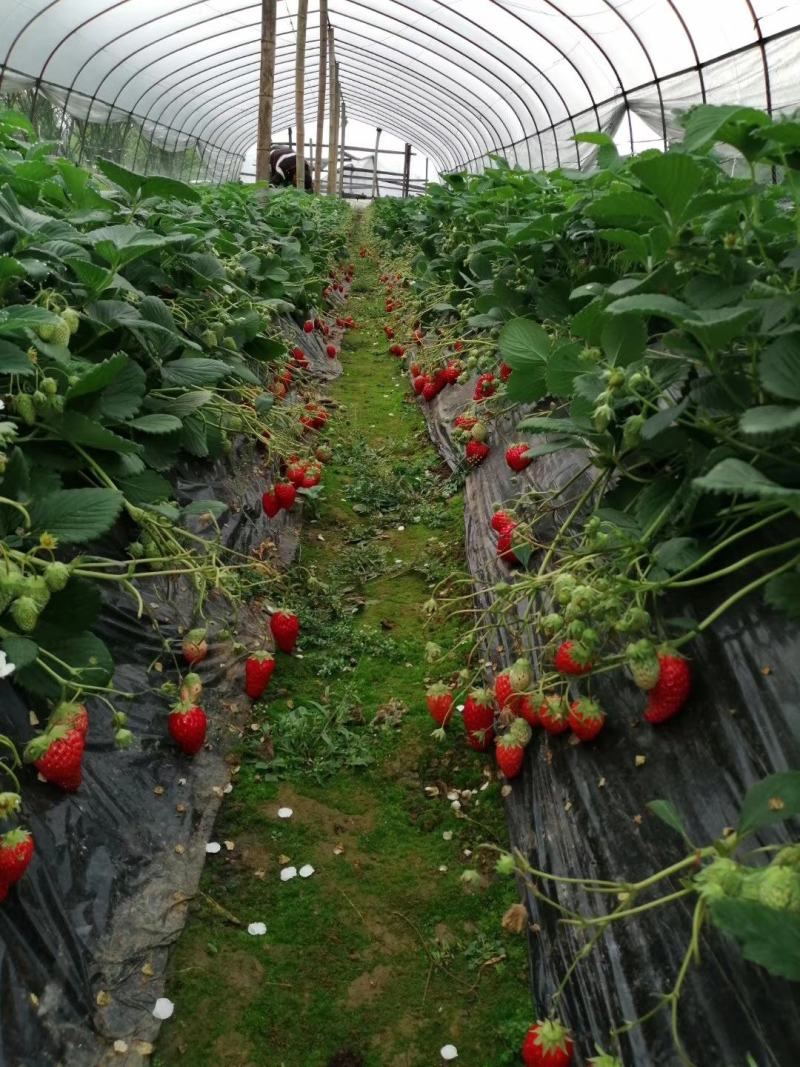 红颜章姬香野草莓苗种植基地现挖现卖根系发达保品种